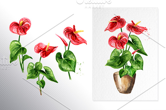 Tropical Anthurium in Illustrations - product preview 5