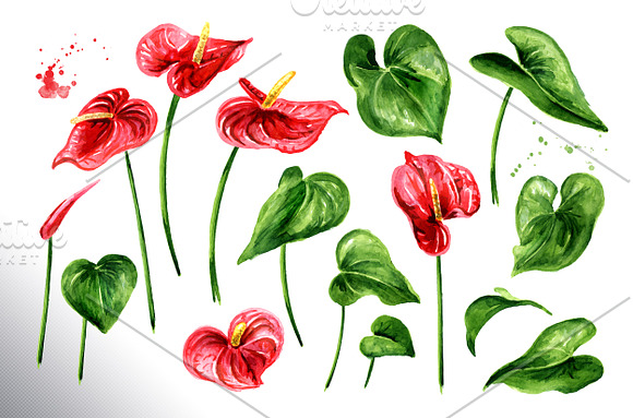 Tropical Anthurium in Illustrations - product preview 6