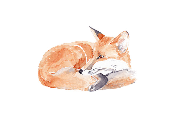 Fox Watercolor Illustration in Illustrations - product preview 1
