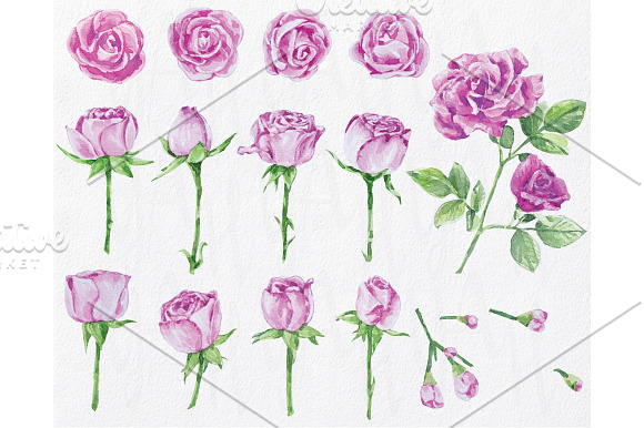 Watercolor Love Pink Rose in Illustrations - product preview 1
