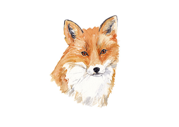 Watercolor Fox Illustration in Illustrations - product preview 1