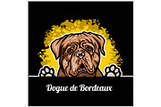 Color dog head, Dogue de Bordeaux