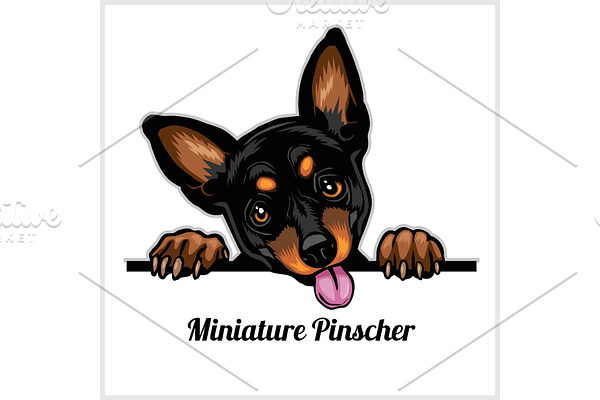 Color dog head, Miniature Pinscher