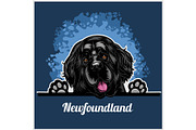 Color dog head, Newfoundland breed