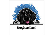 Color dog head, Newfoundland breed