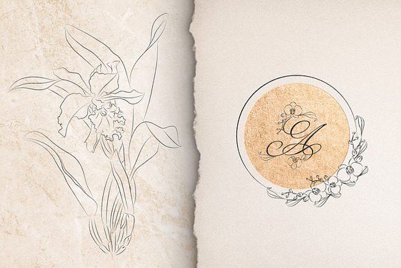 Orchids. Line Art Collection in Illustrations - product preview 7