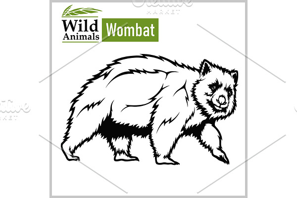 Wombat - vector illustration in