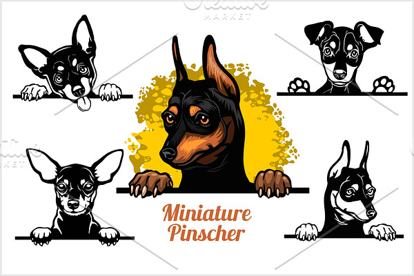 Miniature Pinscher - peeking dogs