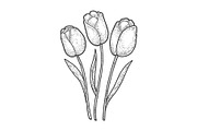 Tulip flowers sketch vector