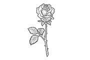 Rose flower sketch vector