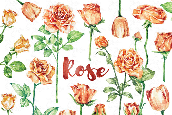 Lovely Rose Watercolor Collections