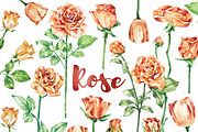 Lovely Rose Watercolor Collections