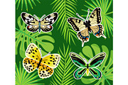 Tropical Butterflies and Exotic