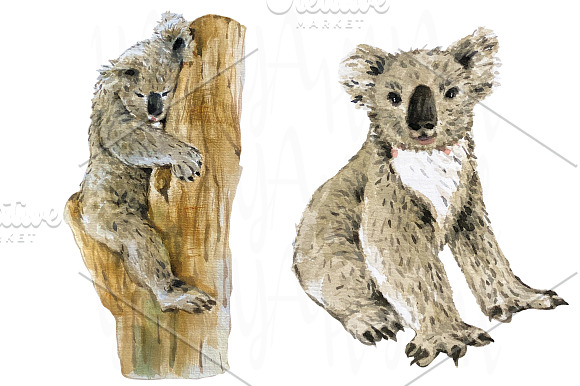 Hand Paint Watercolor Koala in Illustrations - product preview 1