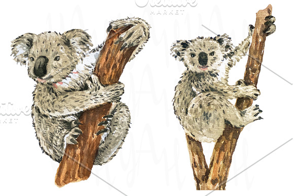 Hand Paint Watercolor Koala in Illustrations - product preview 2