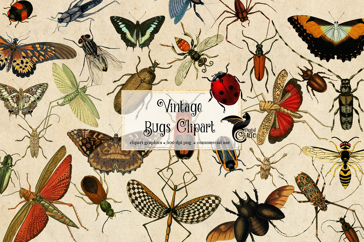 Vintage Insects Clipart in Illustrations - product preview 8