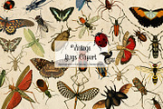 Vintage Insects Clipart