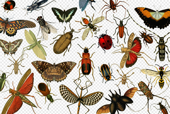 Vintage Insects Clipart in Illustrations - product preview 1
