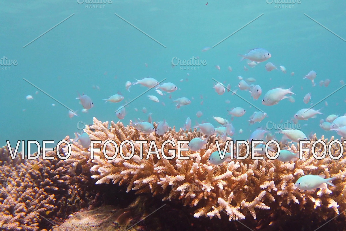 Coral reef and tropical fish in Graphics - product preview 8