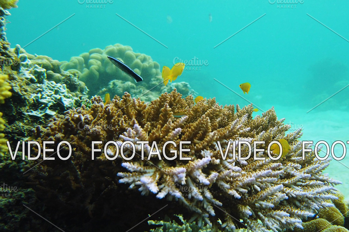 Coral reef and tropical fish in Graphics - product preview 8
