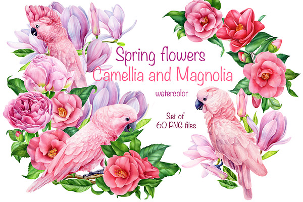 Spring flowers camellia and magnolia