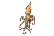 Squid animal sketch engraving vector