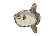 Ocean sunfish sketch engraving