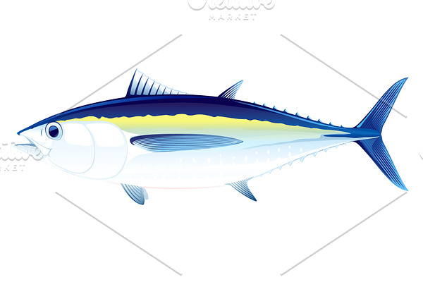 Blackfin tuna fish