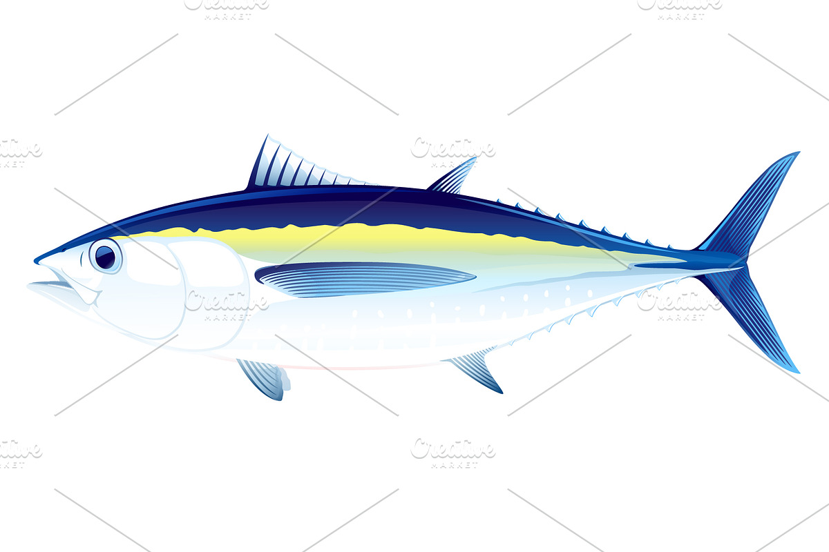 Blackfin tuna fish in Illustrations - product preview 8