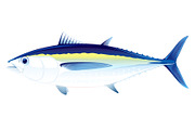 Blackfin tuna fish