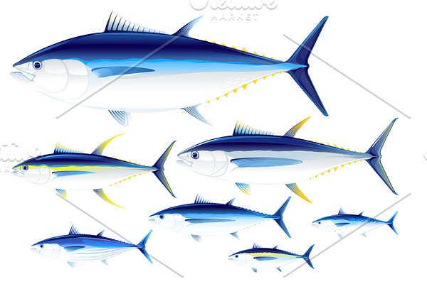 Set of tuna fish