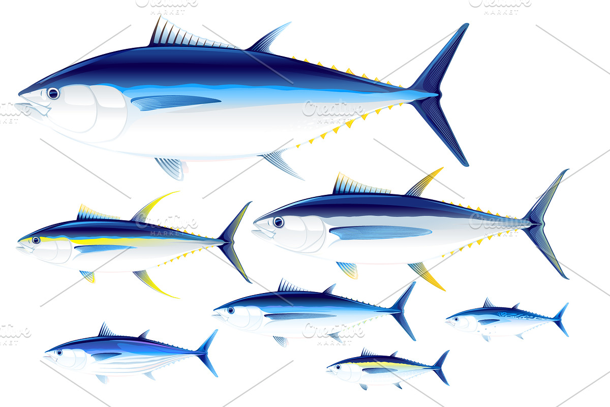 Set of tuna fish in Illustrations - product preview 8