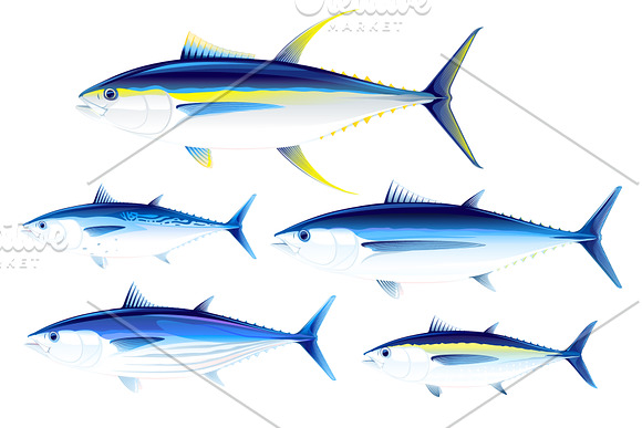 Set of tuna fish in Illustrations - product preview 2