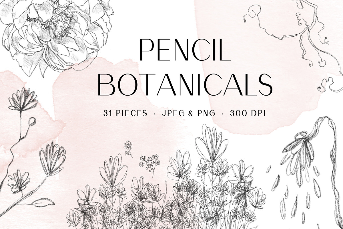 Pencil Botanical Art in Illustrations - product preview 8
