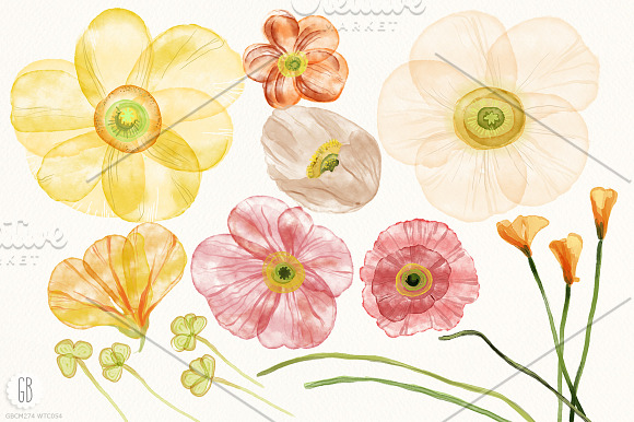 Watercolor islandic poppies flowers in Illustrations - product preview 1