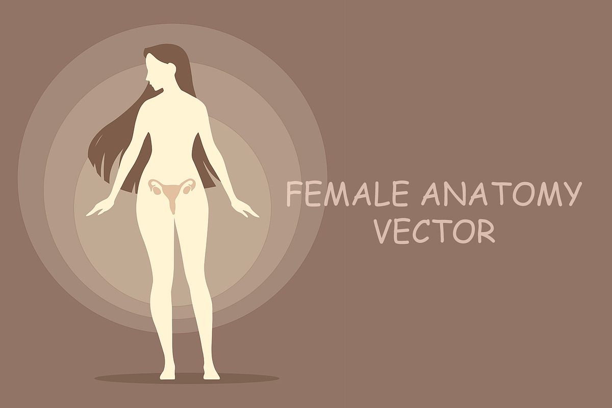 Female anatomy vector in Illustrations - product preview 8