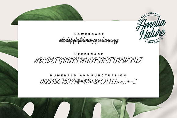 Amelia Nature - Script Typeface in Script Fonts - product preview 5