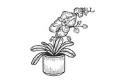 Orchid flower sketch vector