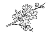 Cherry blossom sketch vector