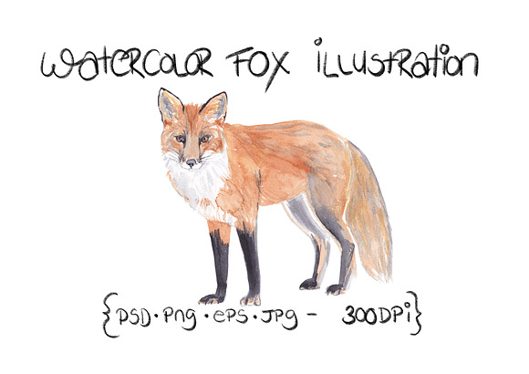 Fox Illustration Watercolor Clipart in Illustrations - product preview 2