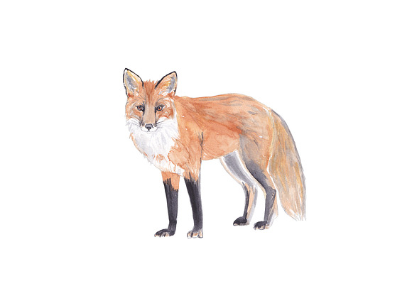 Fox Illustration Watercolor Clipart in Illustrations - product preview 3