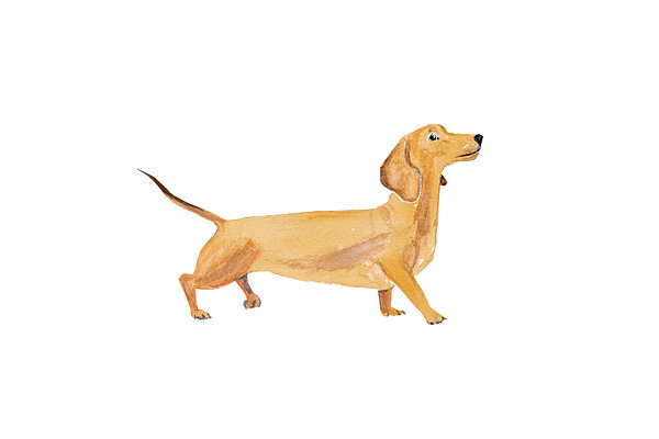 Dachshund Dog Illustration
