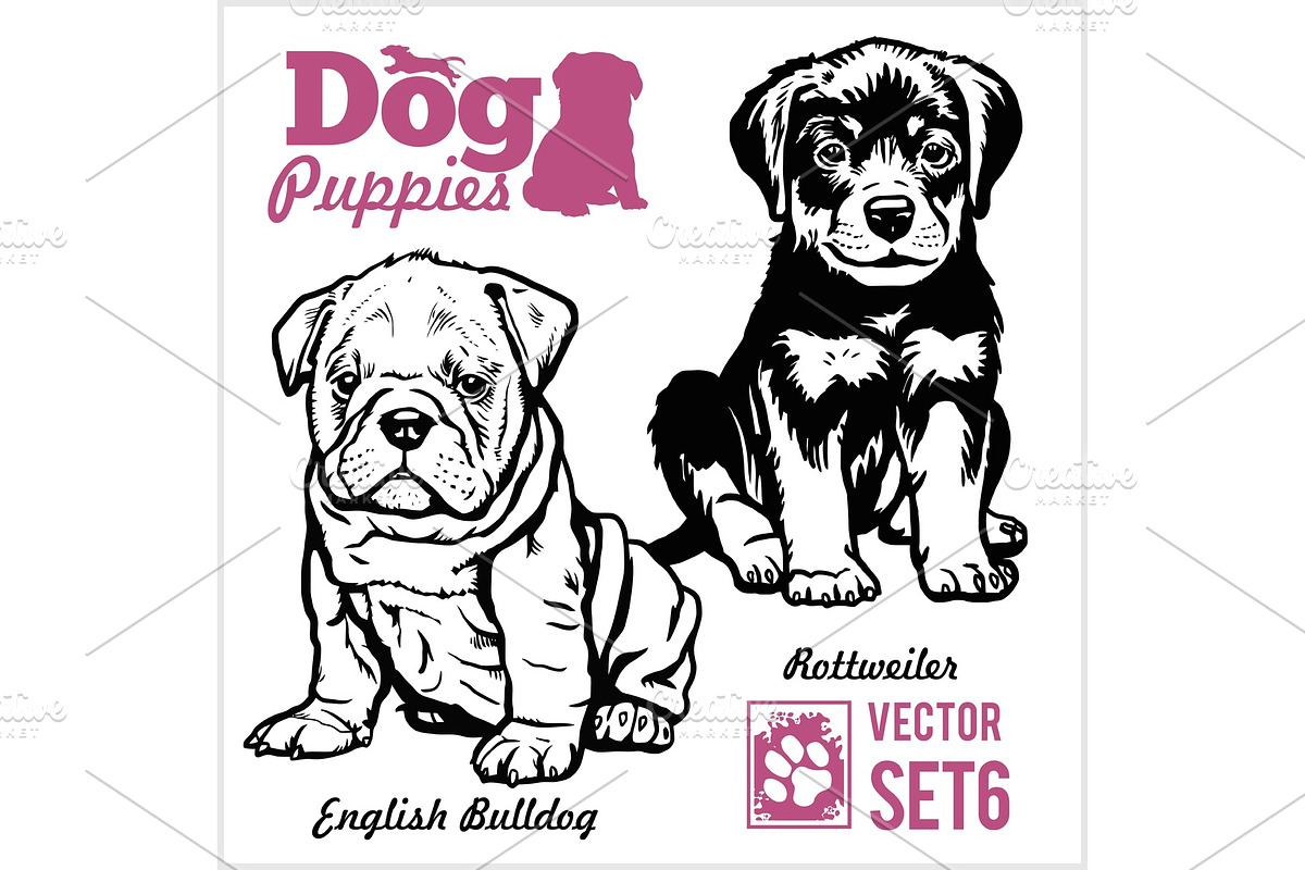 English Bulldog and Rottweiler - Dog in Illustrations - product preview 8