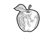 Apple fruit sketch vector