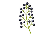 Black currant berry flat icon