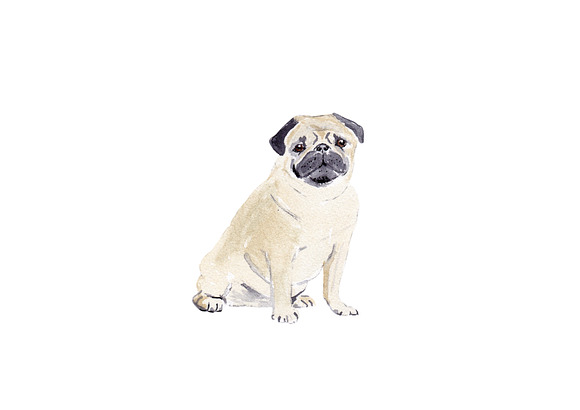 Pug Dog Illustration in Illustrations - product preview 1