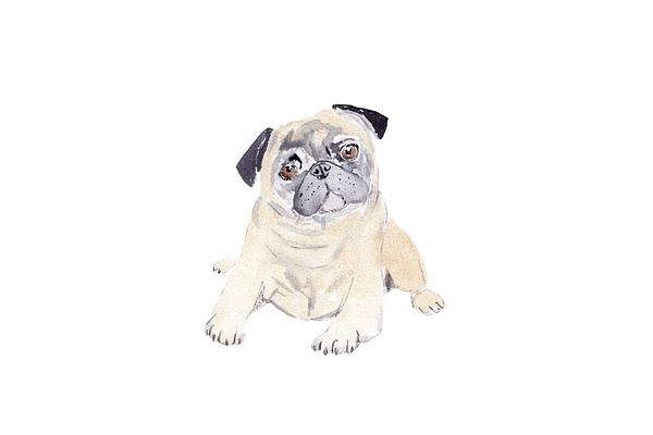 Watercolor Pug Dog Illustration