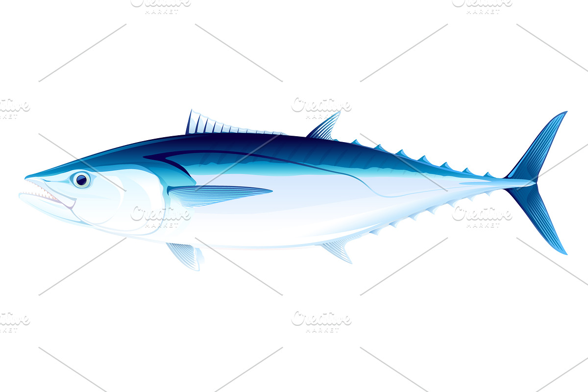 Dogtooth tuna fish in Illustrations - product preview 8
