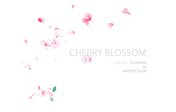 Cherry blossom in Illustrations - product preview 3