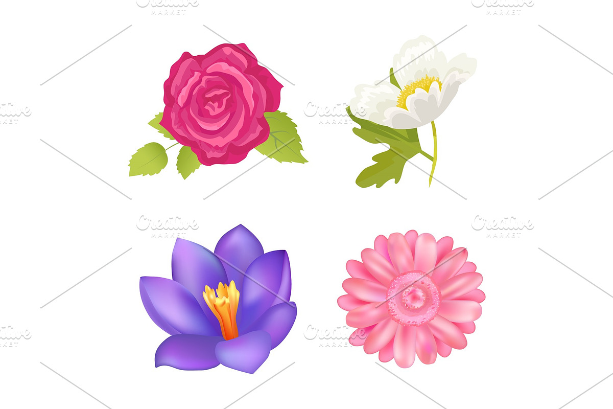 Rose and Gerbera Closeup, Vector in Illustrations - product preview 8